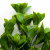 Трава искусственная -1, шт (эвкалипт лист 32 см/8 см)				 - купить в Майкопе. Цена: 169.93 руб.