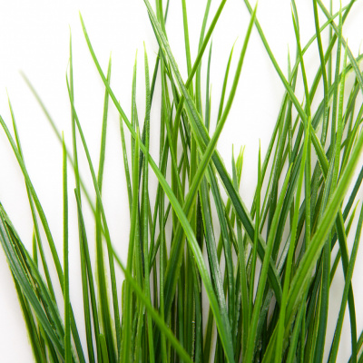 Трава искусственная -4, шт  (осока 50 см/8 см  7 листов)				 - купить в Майкопе. Цена: 130.73 руб.